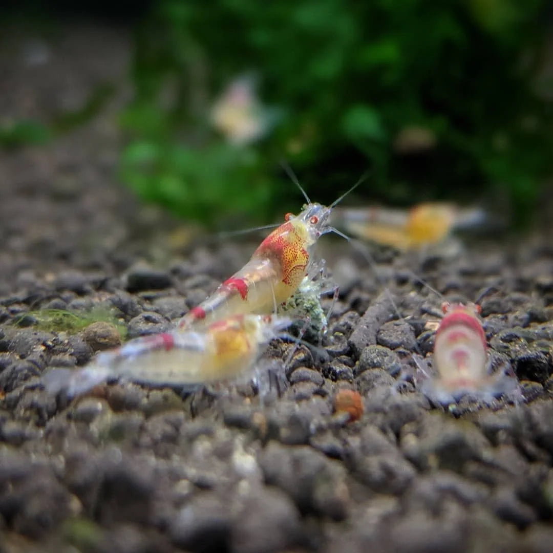 Red Ghost shrimp