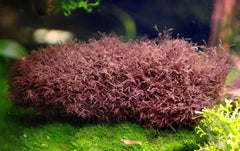 Red moss -Calogossa cf beccarii