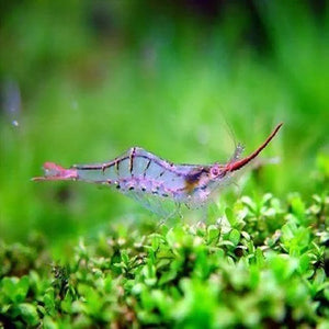 Red Nose Shrimp - Algae Eating Shrimp