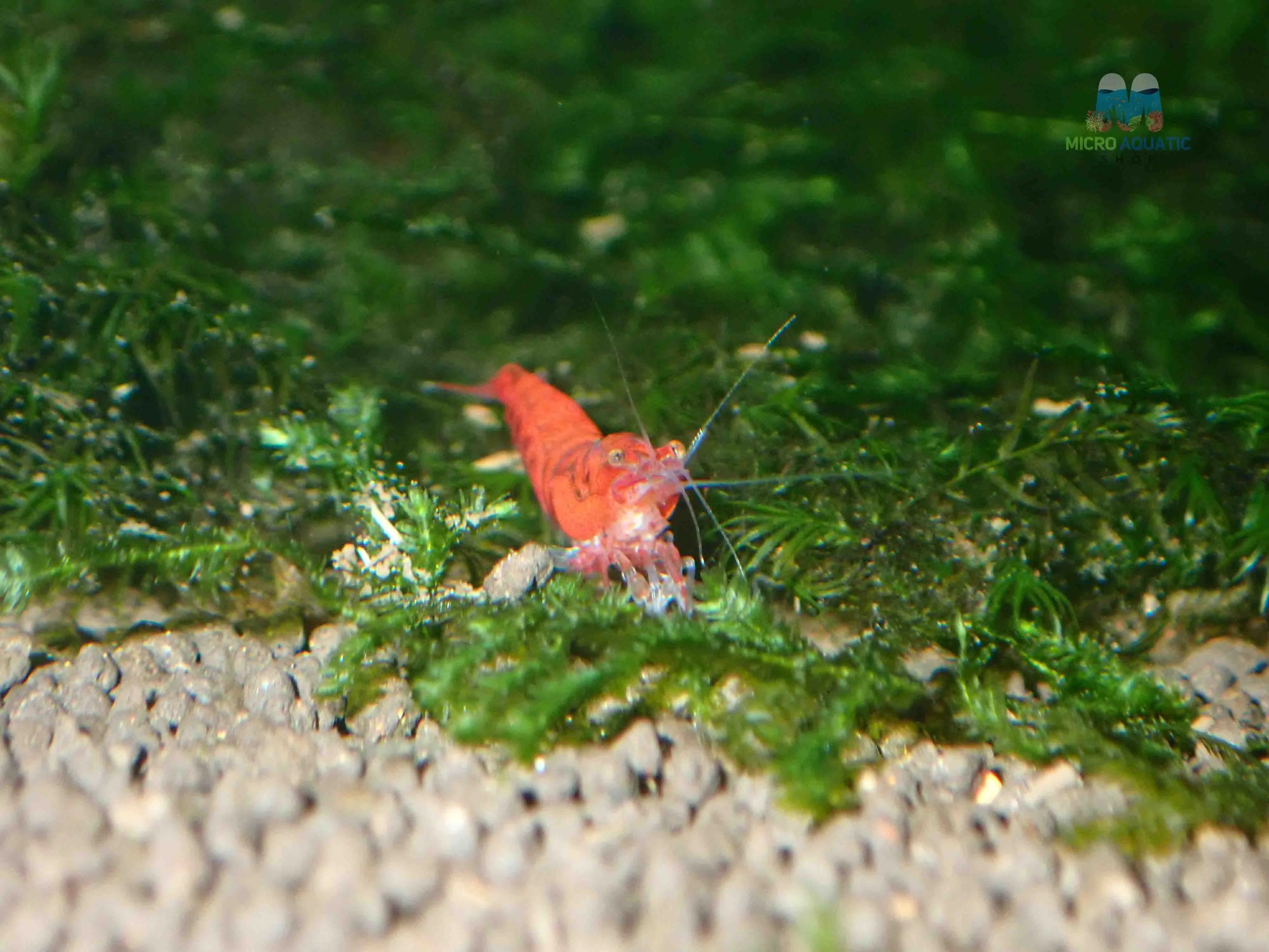Red Extreme King Kong Shrimp