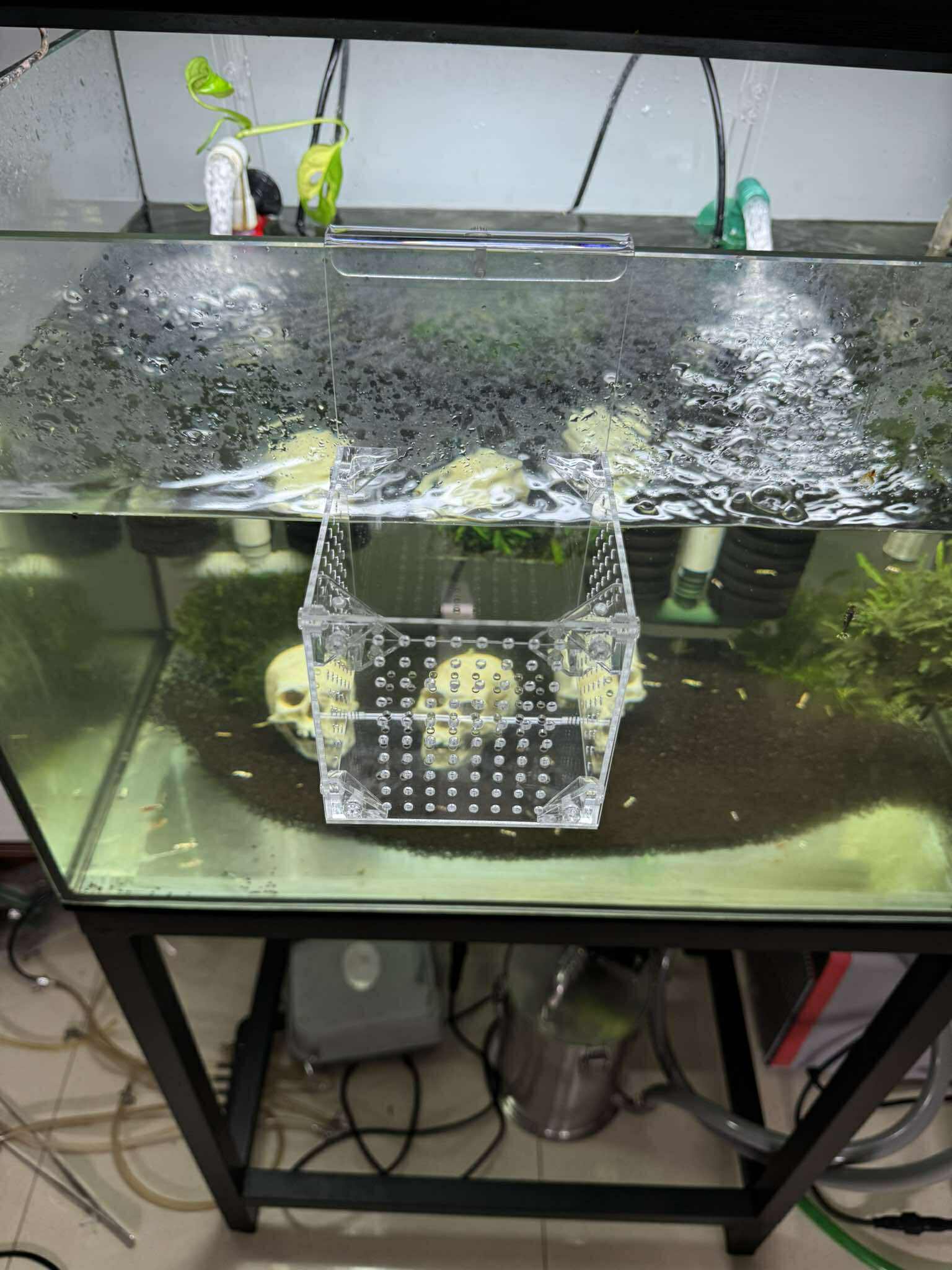Aquarium Hanging Breeder Box – Clear Acrylic Tank Divider for Fish, Shrimp & Plants