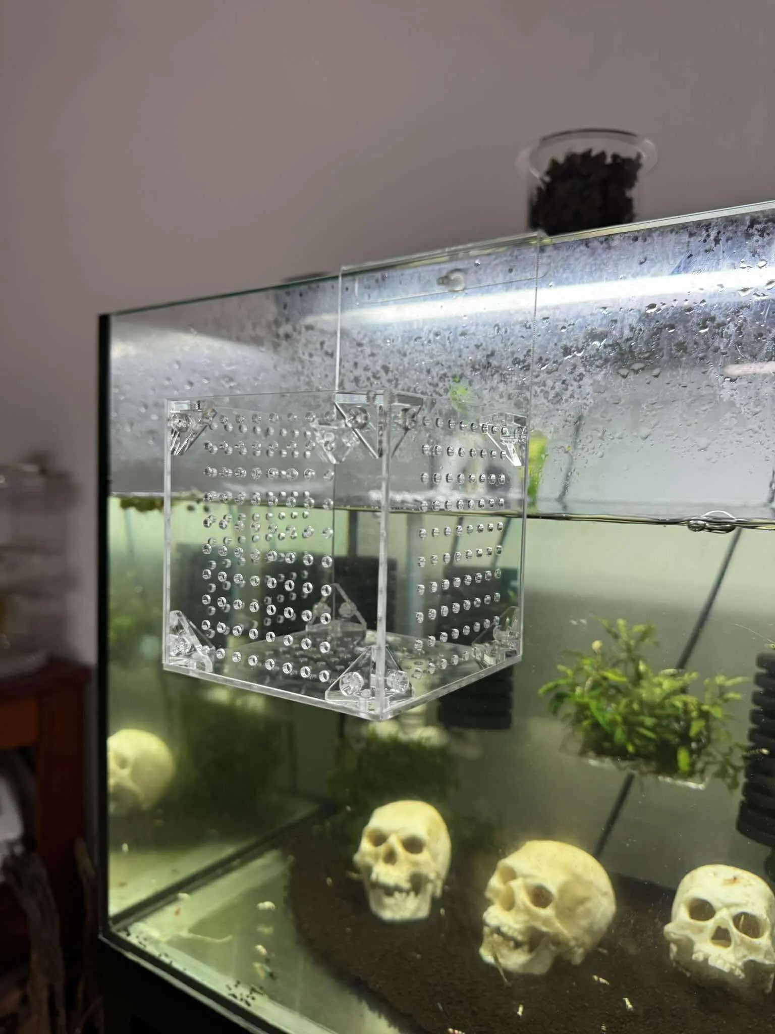 Aquarium Hanging Breeder Box Clear Acrylic Tank Divider for Fish, Micro Aquatic Shop Aquarium Hanging Breeder Box Clear Acrylic Tank Divider for Fish, Micro Aquatic Shop