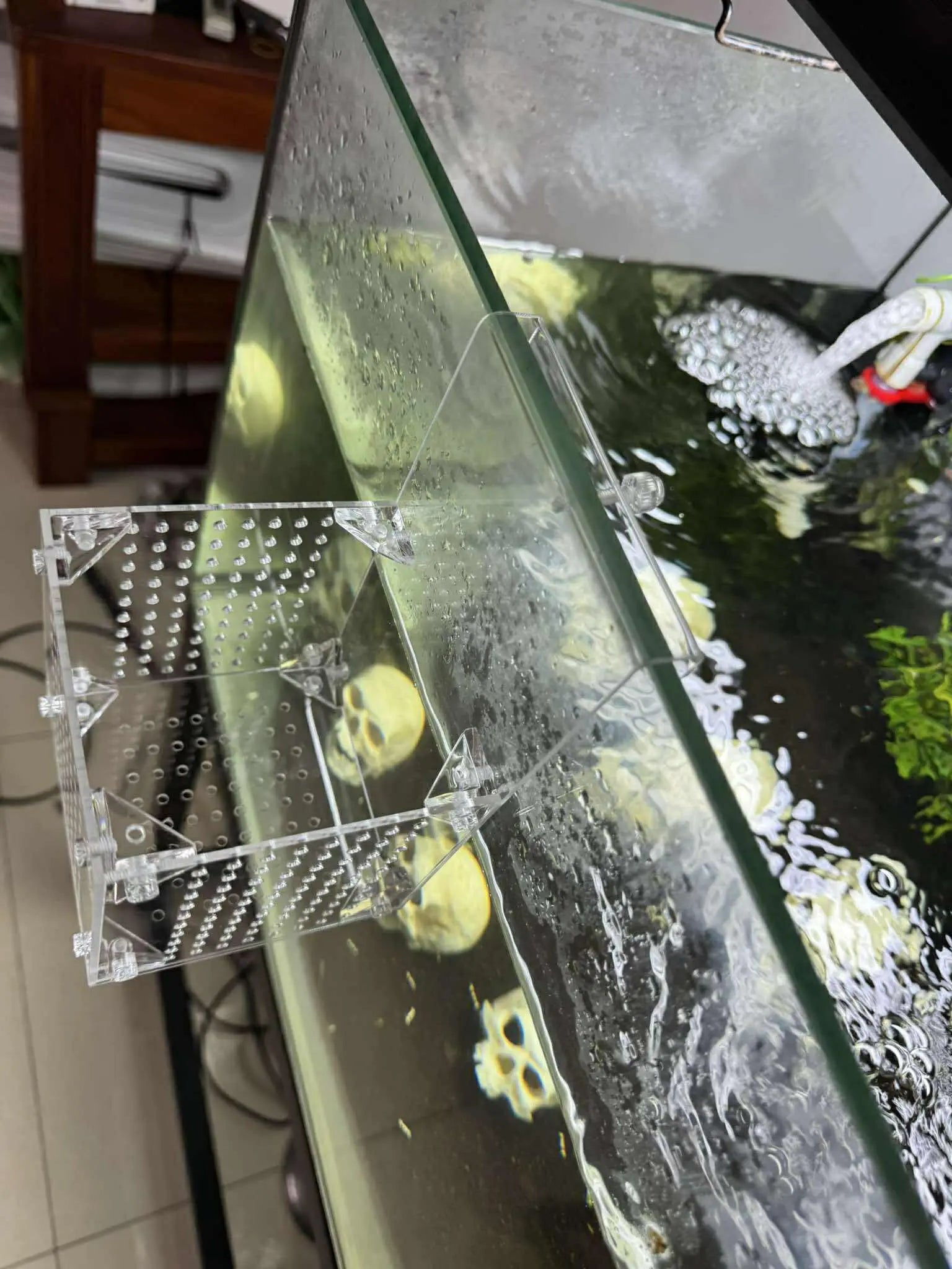 Aquarium Hanging Breeder Box – Clear Acrylic Tank Divider for Fish, – Micro Aquatic Shop Aquarium Hanging Breeder Box – Clear Acrylic Tank Divider for Fish, – Micro Aquatic Shop