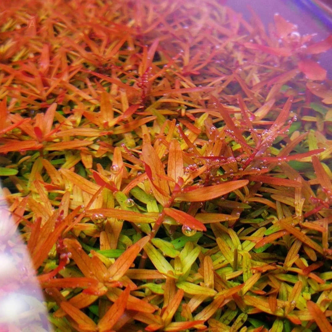 Rotala rotundifolia - Roundleaf Toothcup