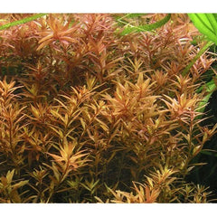 Rotala rotundifolia - Roundleaf Toothcup