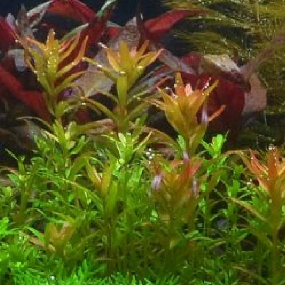 Rotala rotundifolia - Roundleaf Toothcup