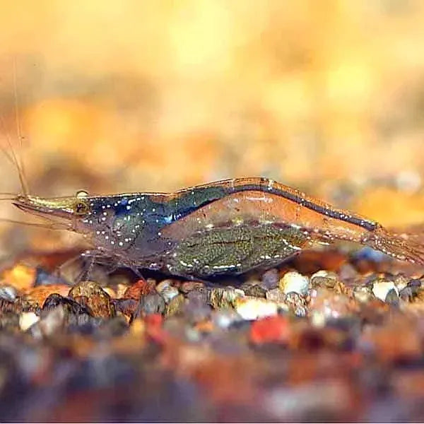 Special Package -Mix Native Shrimp Algea Eater