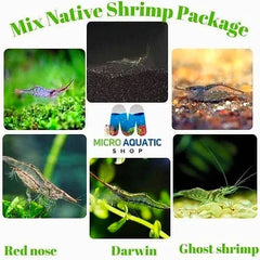 Special Package -Mix Native Shrimp Algea Eater