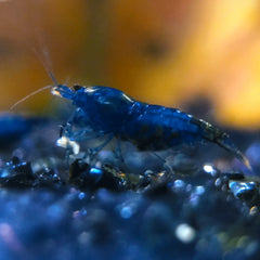 Special sales - Sapphire Blue Cherry Shrimp (Blue Dreams Shrimp)