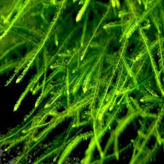 Taxiphyllum sp. Spiky Moss