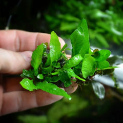 Rare - Spoon Leaf Java Fern