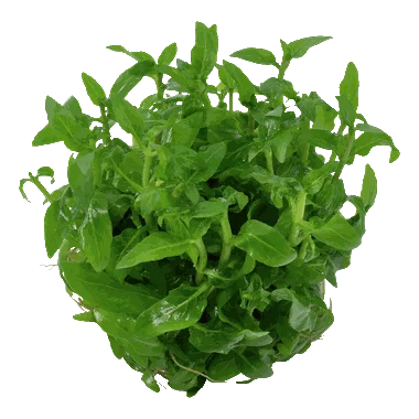 TISSUE CULTURE - Staurogyne Repens