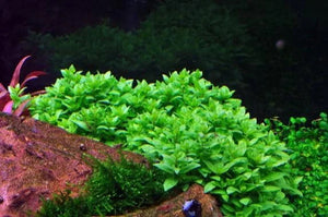 TISSUE CULTURE - Staurogyne Repens