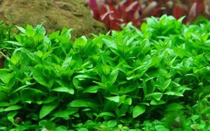 TISSUE CULTURE - Staurogyne Repens