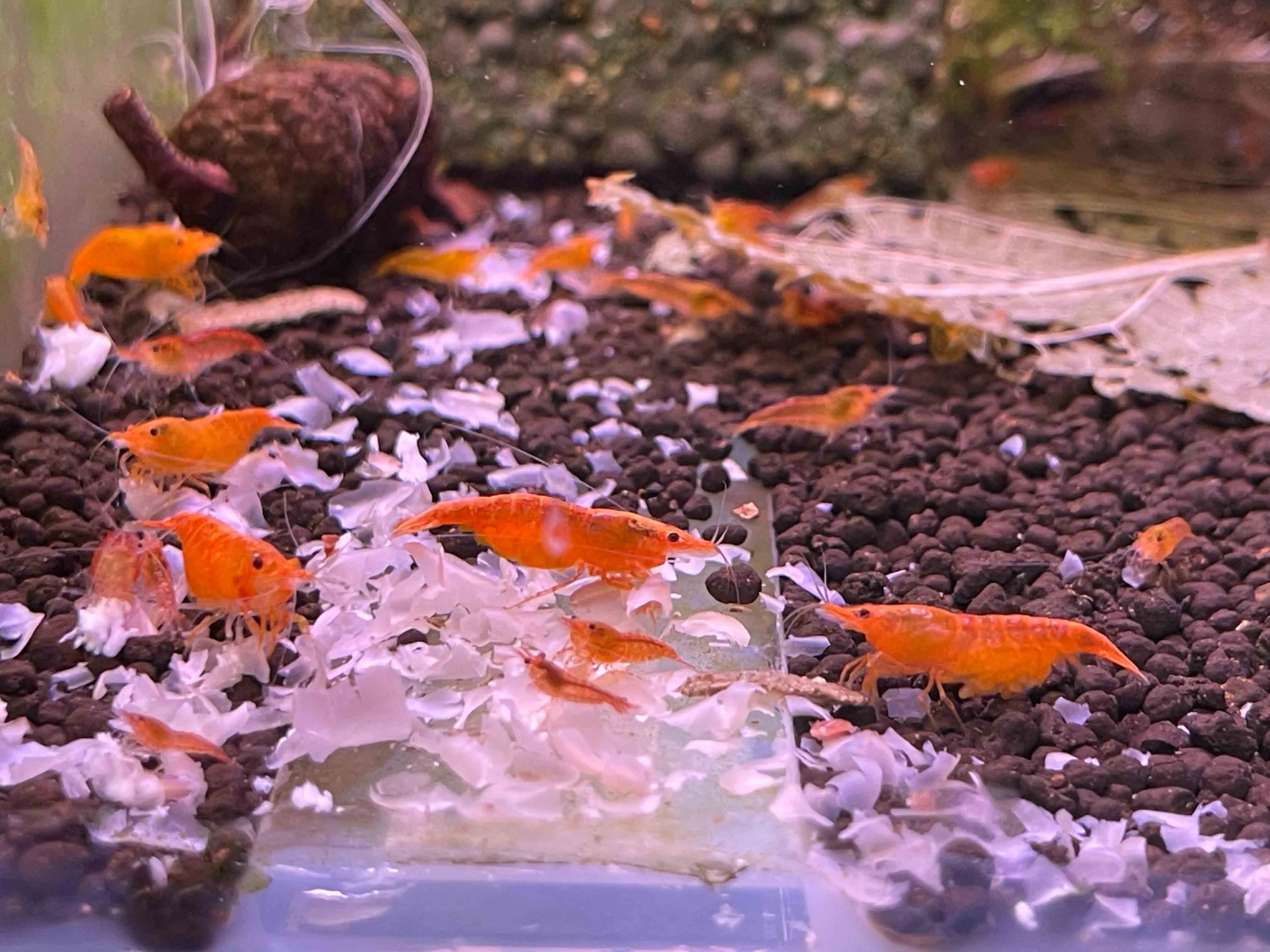 Sunkist Cherry Shrimp Micro Aquatic Shop