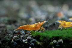 Sunkist Orange Cherry Shrimp - Low- Medium Grade
