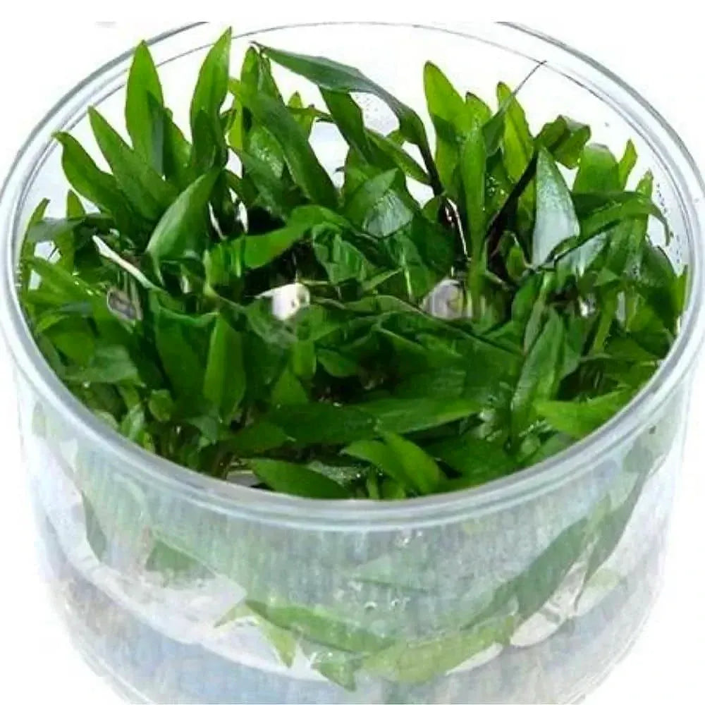 Tissue Culture - Cryptocoryne Wendtii Green