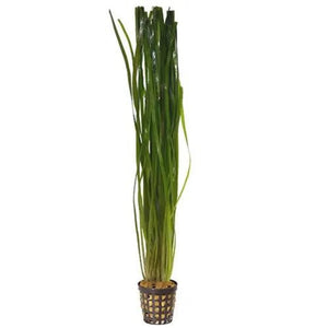 Vallisneria Thin - 5 cm pot