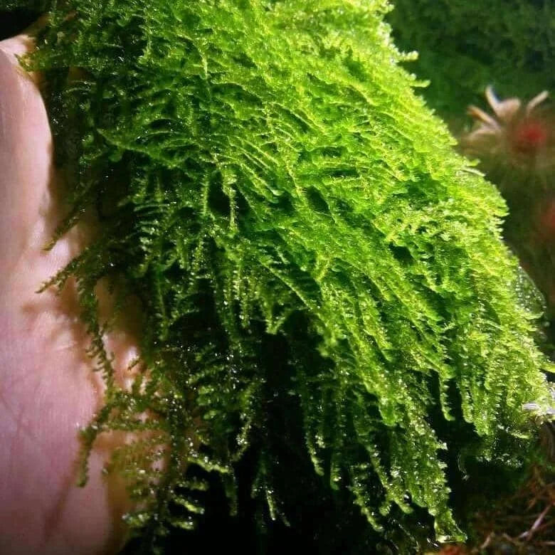 WEEPING MOSS (VESICULARIA FERRIERI)