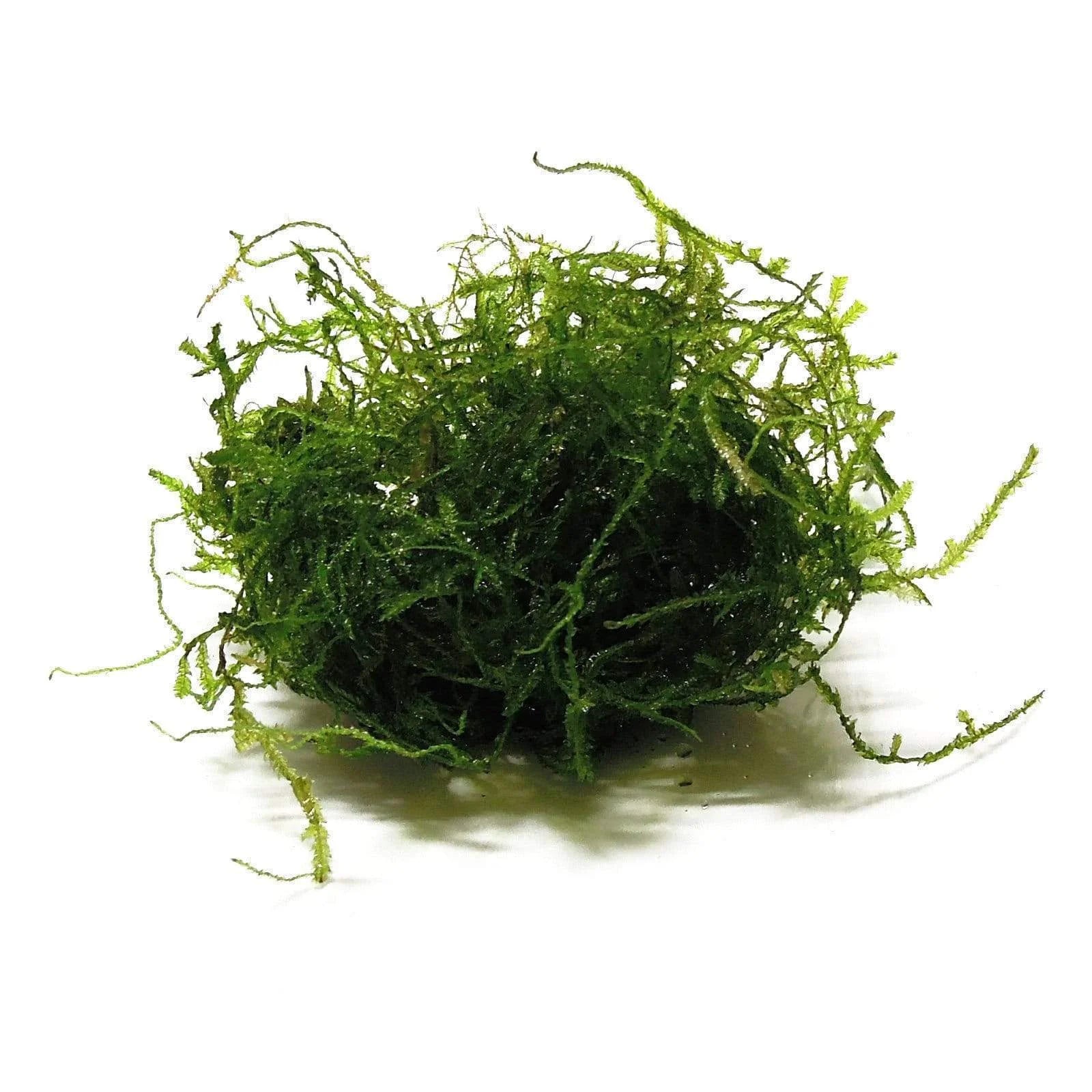 WEEPING MOSS (VESICULARIA FERRIERI)