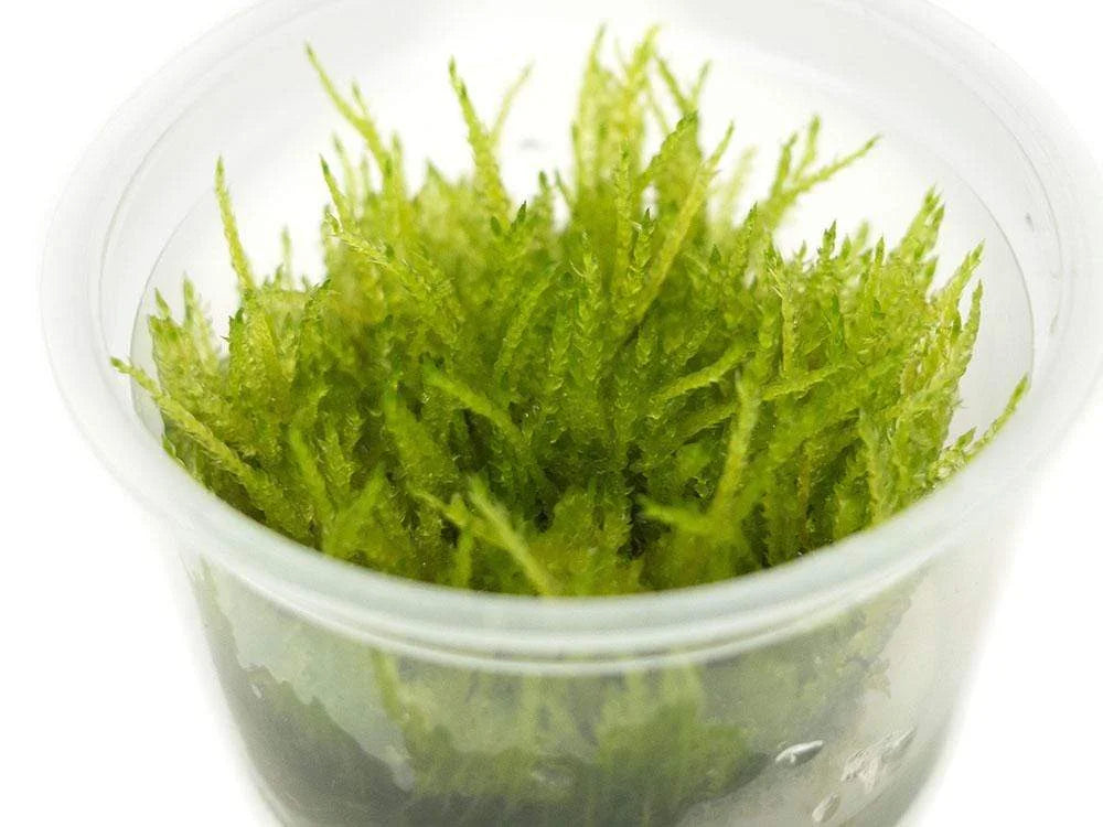 WEEPING MOSS (VESICULARIA FERRIERI)