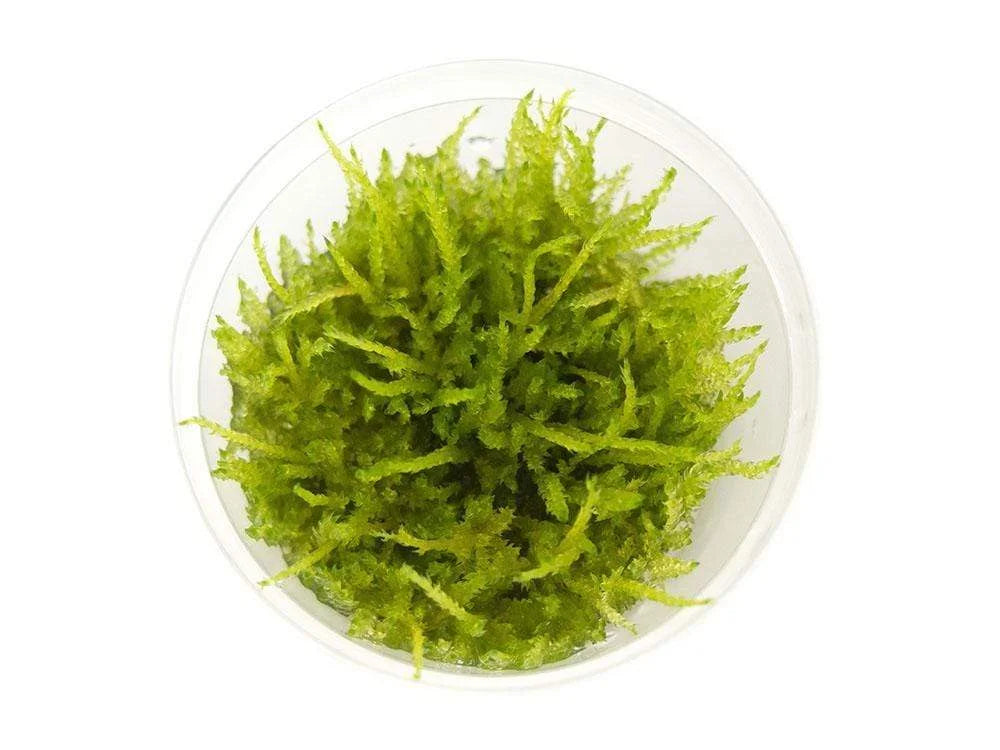 WEEPING MOSS (VESICULARIA FERRIERI)