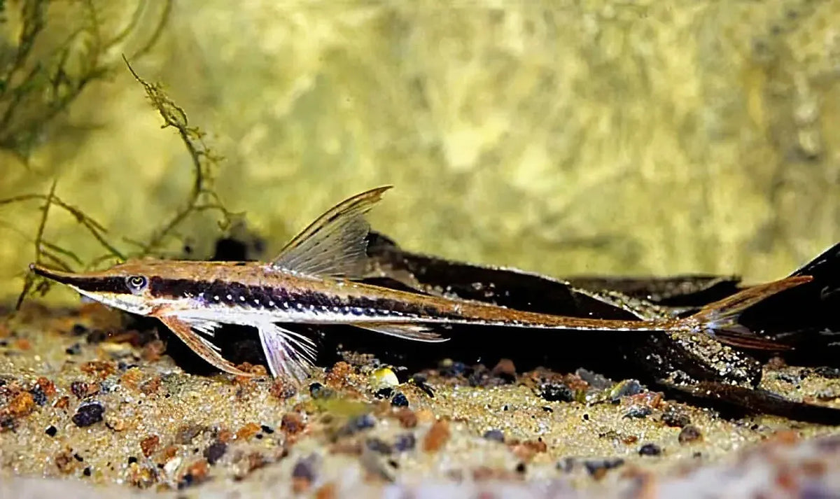 Whiptail Long Nose ( Local Breed )