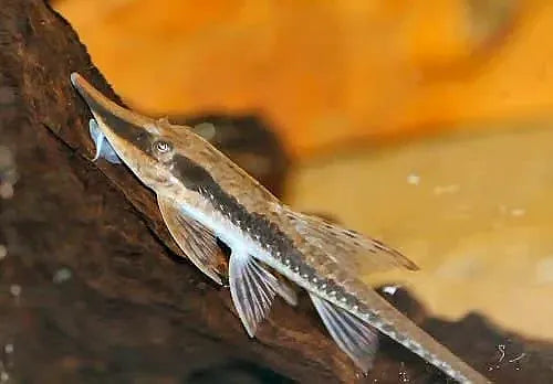 Whiptail Long Nose ( Local Breed )