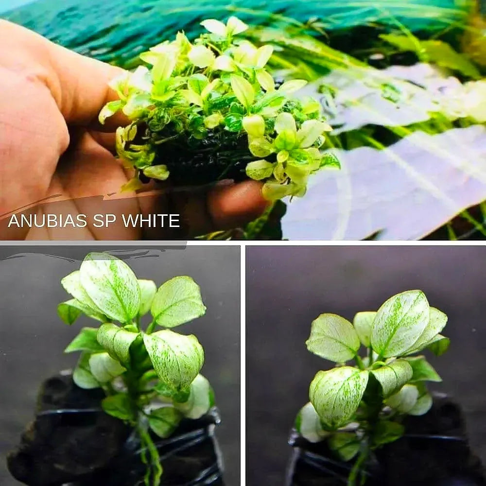 Anubias White - Anubias Nana Petite White