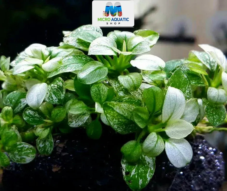 Anubias White - Anubias Nana Petite White