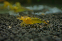 Yellow devils shrimp / Yellow Devil Shrimp