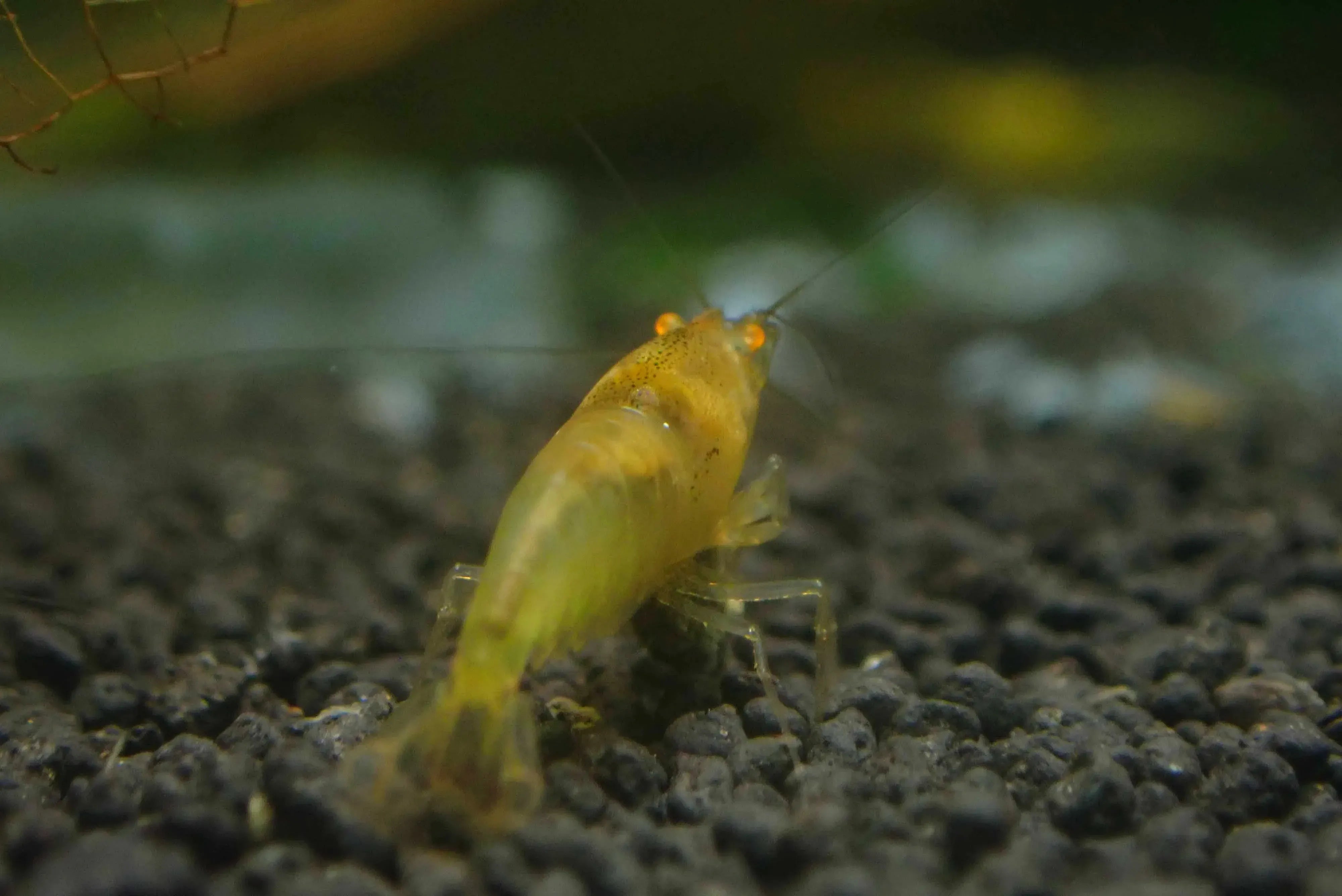 Yellow devils shrimp / Yellow Devil Shrimp