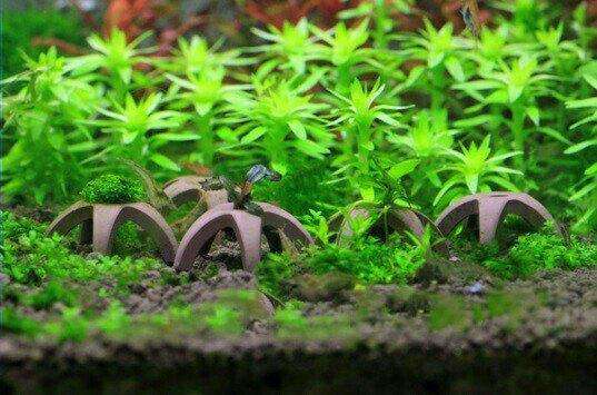 Micro Aquatic Shop Aquarium Accessories SUDO Ceramic Shelters for Shrimps ,Moss and Plants