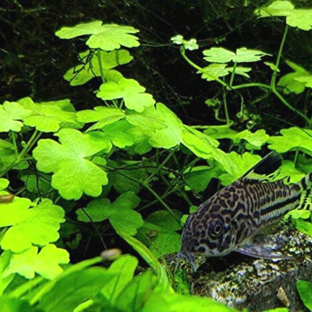 Micro Aquatic Shop Aquarium Plants 5 stems Hydrocotyle tripartita Japan 'Mini'
