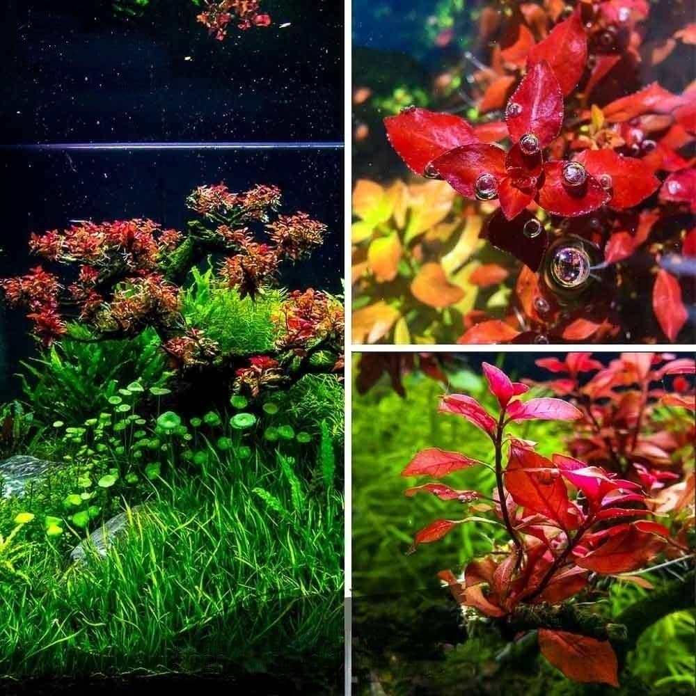 Micro Aquatic Shop Aquarium Plants 5 Stems Ludwigia sp. 'super red mini' RARE