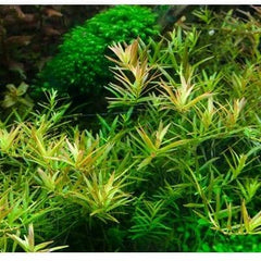 Micro Aquatic Shop Aquarium Plants 5 stems Rotala sp "H'ra"