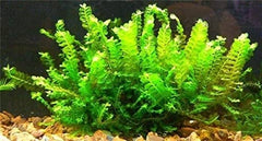 Micro Aquatic Shop Aquarium Plants Aquatic Moss Plant - Cameroon Moss - Plagiochilaceae sp - Extremely Rare Piece