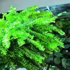 Micro Aquatic Shop Aquarium Plants Aquatic Moss Plant - Cameroon Moss - Plagiochilaceae sp - Extremely Rare Piece