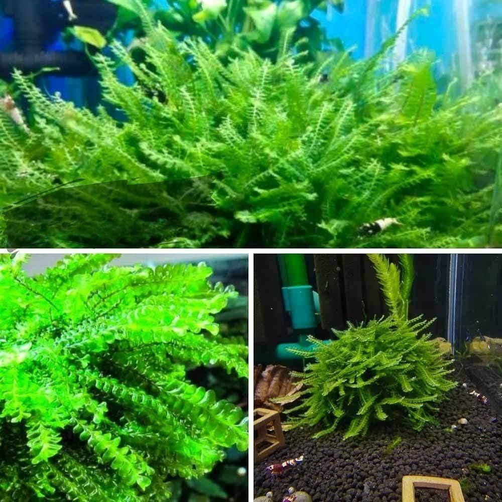 Micro Aquatic Shop Aquarium Plants Aquatic Moss Plant - Cameroon Moss - Plagiochilaceae sp - Extremely Rare Piece