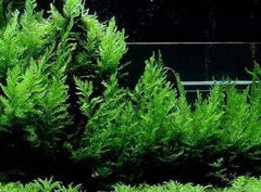 Micro Aquatic Shop Aquarium Plants Bolbitis Heudelotii
