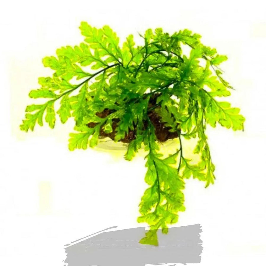 Bolbitis heudelotii - African Water Fern