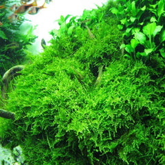 Micro Aquatic Shop Aquarium Plants Christmas Moss -Vesicularia Montagnei