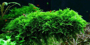 Micro Aquatic Shop Aquarium Plants Christmas Moss -Vesicularia Montagnei