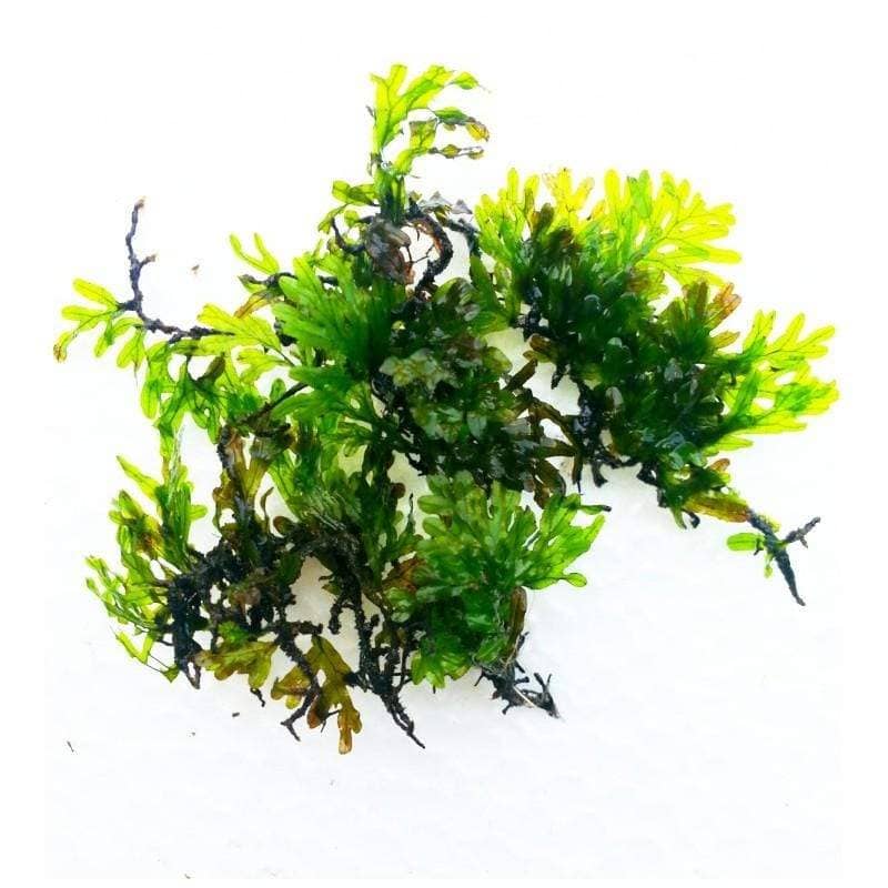 Micro Aquatic Shop Aquarium Plants Crepidomanes Malabaricum  * Rare
