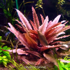 Micro Aquatic Shop Aquarium Plants Cryptocoryne Flamingo Red