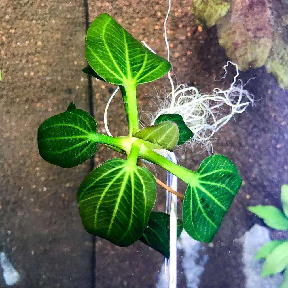 Micro Aquatic Shop Aquarium Plants Echinodorus Iguazu 2009