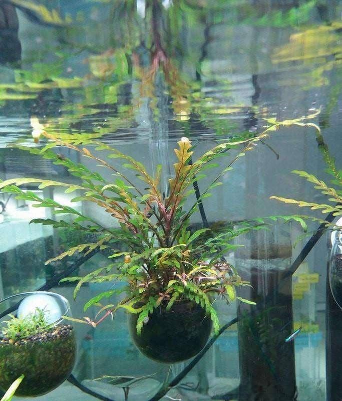 Micro Aquatic Shop Aquarium Plants Hygrophila Pinnatifida