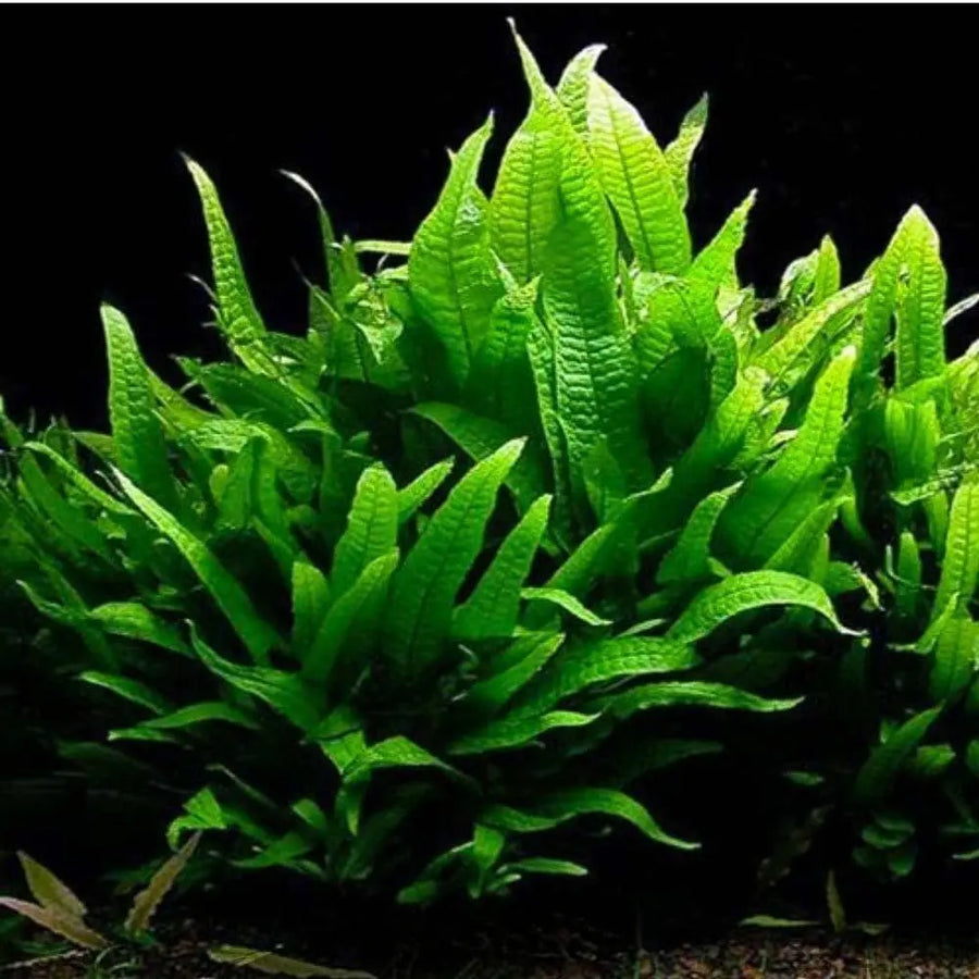 Microsorum pteropus - Java Fern