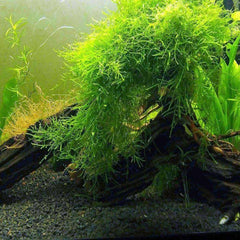 Micro Aquatic Shop Aquarium Plants Java Moss | Easy Care, Hardy, Long Lasting, Aquarium Plant