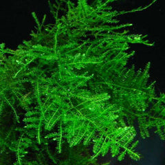Micro Aquatic Shop Aquarium Plants Java Moss | Easy Care, Hardy, Long Lasting, Aquarium Plant
